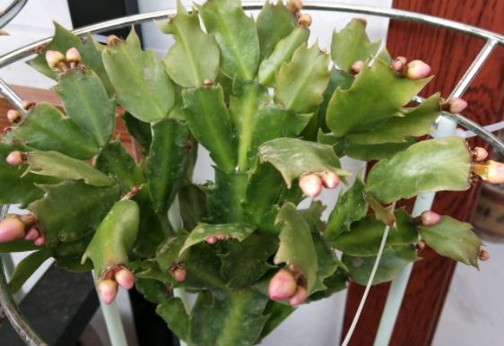 蟹爪兰的养护方法土质,水肥,温度,环境等(蟹爪兰的养殖土)