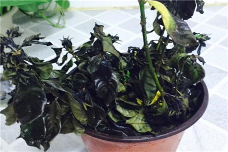 花晒干了还能活吗