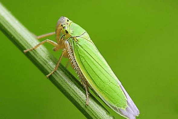 木棉有什么危害