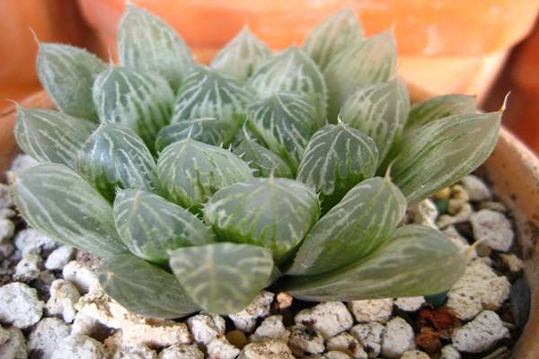 白斑玉露怎么养(白斑玉露怎么养护和浇水)