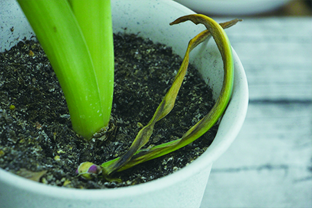 风信子可以土养吗?