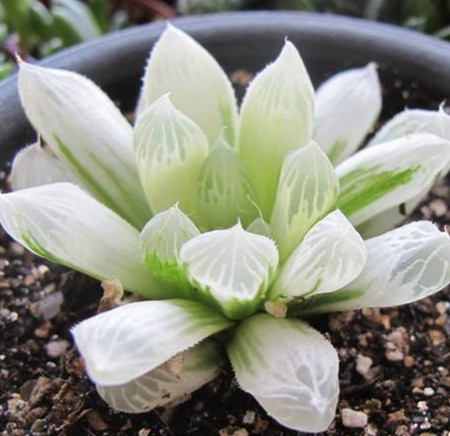 白斑玉露怎么养护和浇水