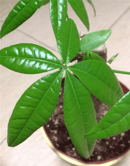 花生壳和瓜子皮可以做花肥吗