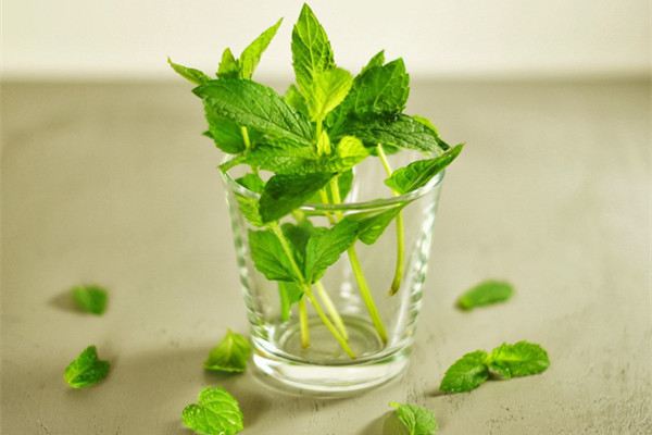 薄荷长太高了怎么办(薄荷长太高 底下光秃秃的怎么办)