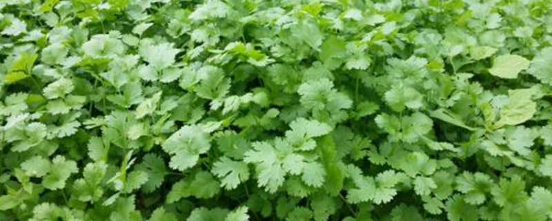 阳台香菜的种植方法香菜籽最佳的种植时间一般在春秋季节(阳台种香菜什么时候施肥)