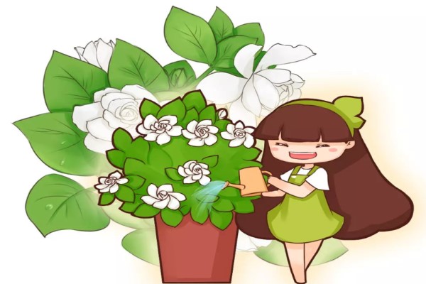 长寿茶花君子兰…用了这一招花朵开的像瀑布美爆了！(长寿君子兰价格多少钱一盆)