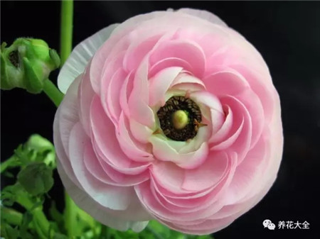 夏天这些花越浇水越死什么原因