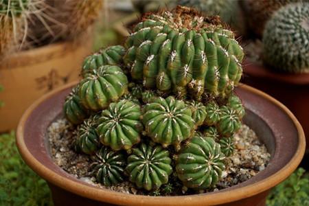 白掌可以放卧室嘛