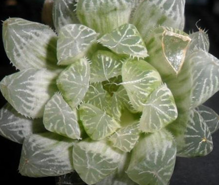 白斑玉露怎么养护和浇水