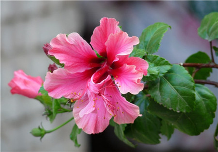 扶桑花扦插繁殖方法