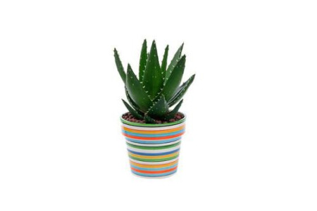 白掌可以放卧室嘛