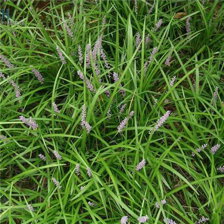 麦冬草是干嘛的