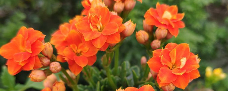 长寿花叶子发黄发软怎么办黄叶枯萎的原因及补救办法(长寿花的叶子发黄叶尖枯萎是什么原因)