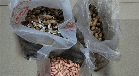 花生壳和瓜子皮可以做花肥吗