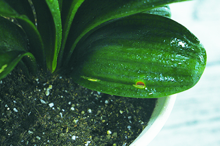 君子兰和兰花的养殖区别