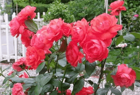 花生壳和瓜子皮可以做花肥吗