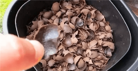 花生壳和瓜子皮可以做花肥吗