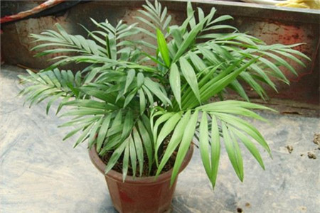 袖珍椰子叶子发黄干枯怎么修剪