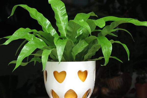 鸟巢蕨的作用(鸟巢蕨的别名)