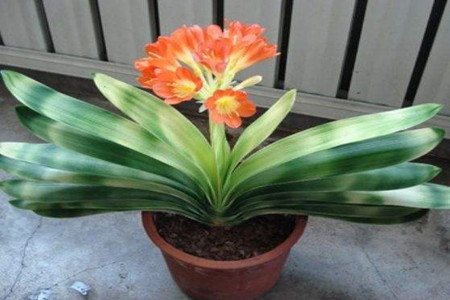 白掌可以放卧室嘛