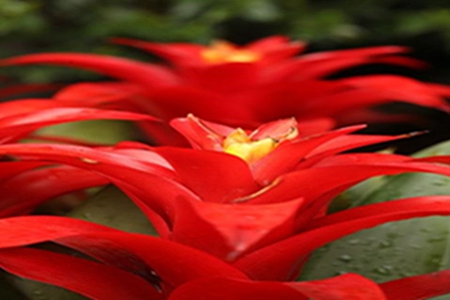 鸿运当头花变绿了之后怎么办