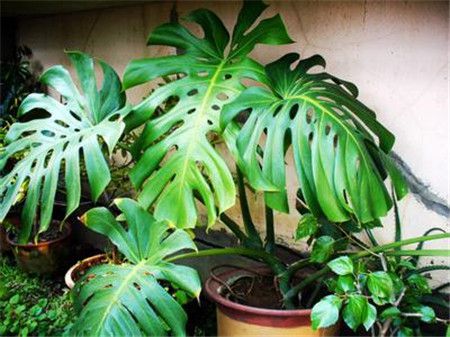 春芋和龟背竹的区别在哪