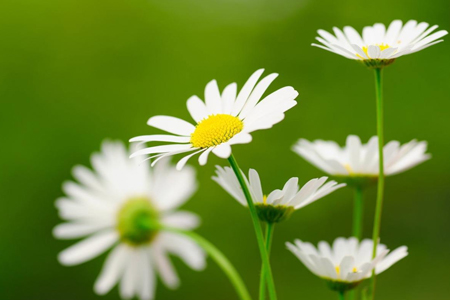 雏菊怎么种植盆栽