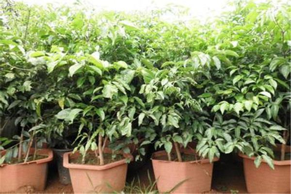 富贵树的白粉病怎么防治这样处理才正确！(富贵树有白色的东西是怎么了?)