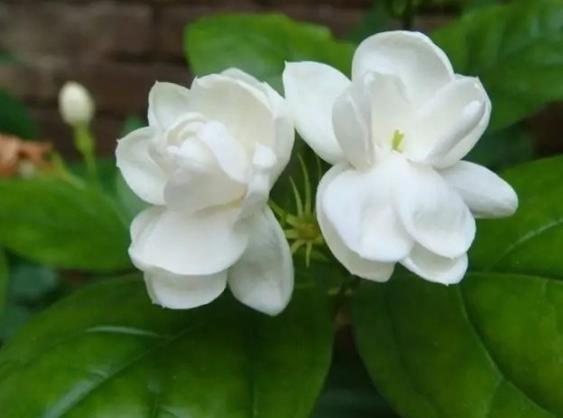 茉莉花可以在室内养吗喜阳需要充足光照通风好的场所(茉莉花能否室内养)