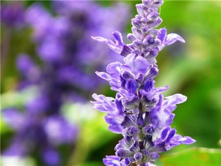 鼠尾草在烹饪上的用途