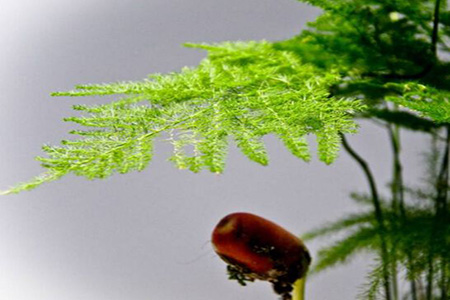 浇什么水文竹长的最快