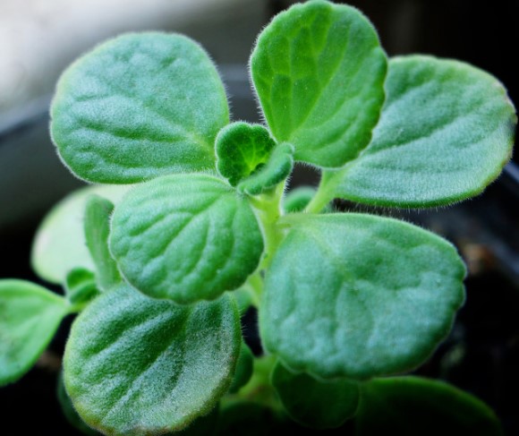 什么花喝的水最多