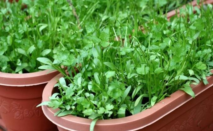 阳台种香菜什么时候施肥