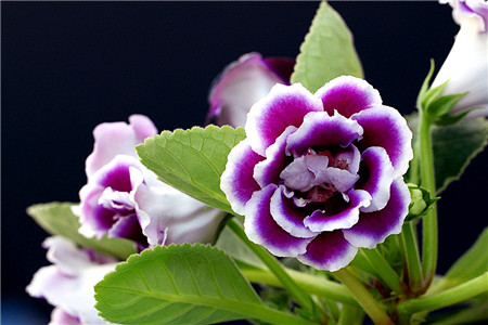 大岩桐的病虫害防治