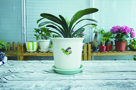 君子兰和兰花的养殖区别