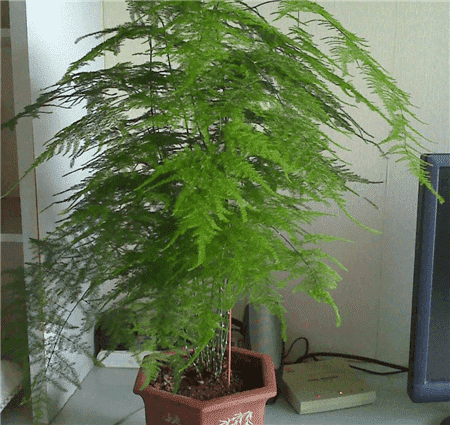 花生壳和瓜子皮可以做花肥吗