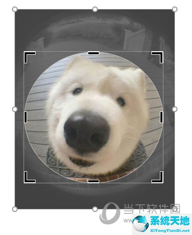 ppt中将图片变成圆形(ppt2010怎么把图片变成圆形)