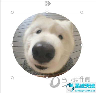 ppt中将图片变成圆形(ppt2010怎么把图片变成圆形)