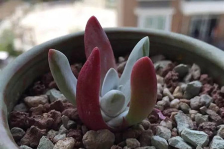 怎么养仙女杯子