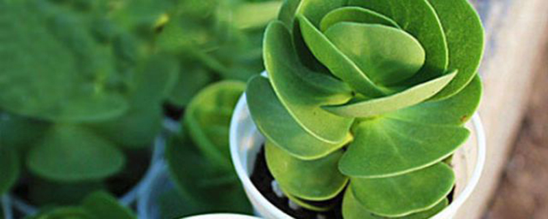 金钱木叶子发黄变软怎么办黄叶枯萎的原因及补救办法(金钱木叶子枯黄是怎么回事啊)