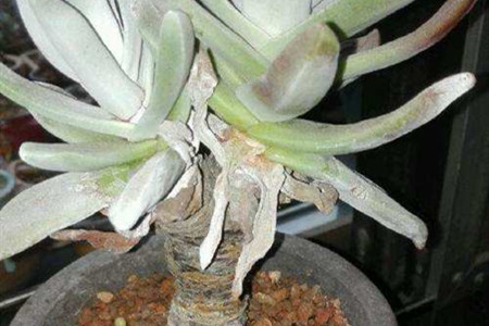 怎么养仙女杯子