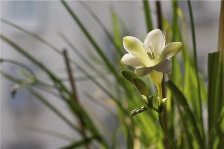 香雪兰的养殖方法和注意事项