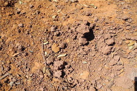 虎皮兰适宜什么土壤