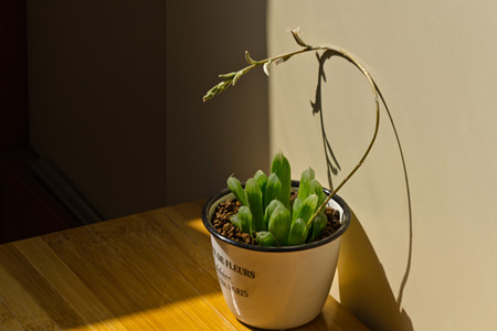 姬玉露如何爆盆