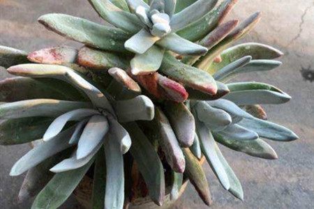 怎么养仙女杯子