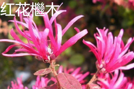 紫叶小檗是木本还是草本