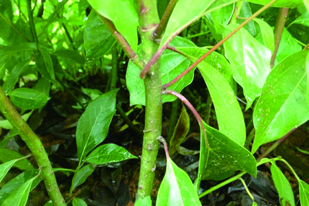 樟树价格多少钱一棵