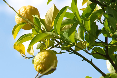 柠檬怎么养活
