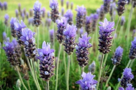 薰衣草哪个季节开