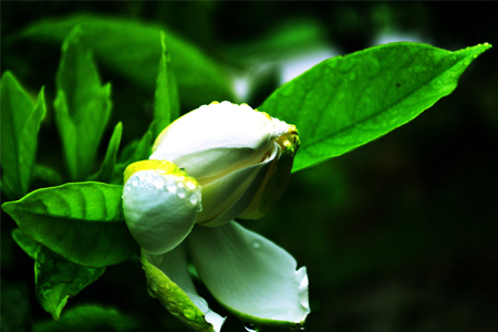 栀子花为啥不开花光长叶?